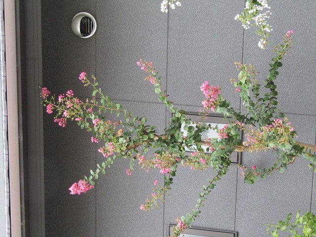 新しいお家に新しい植林をサルスベリの木が選ばれました