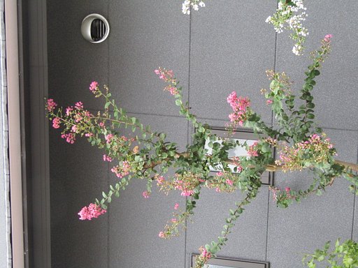 新しいお家に新しい植林をサルスベリの木が選ばれました