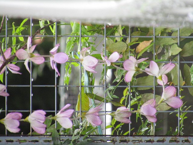 可愛い花は花壇で多いのは何故ですかね