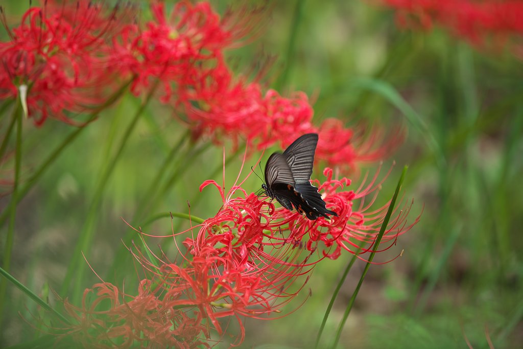 EF70-200 F2.8L IS Ⅱ