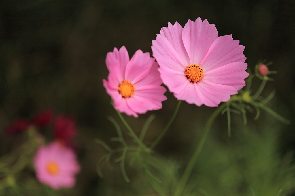 季節のお花をⅡ