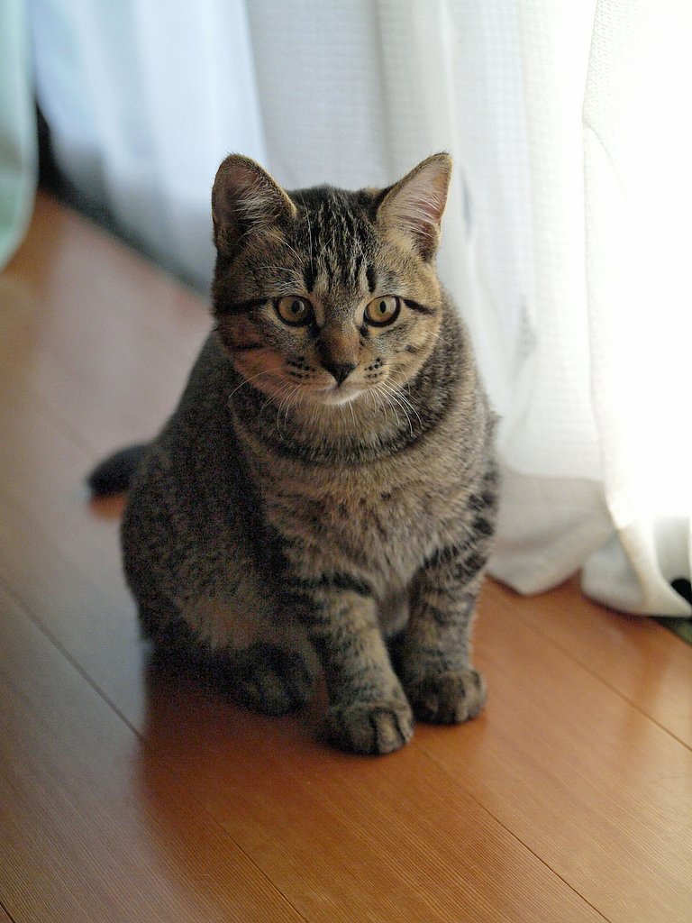 ねこ