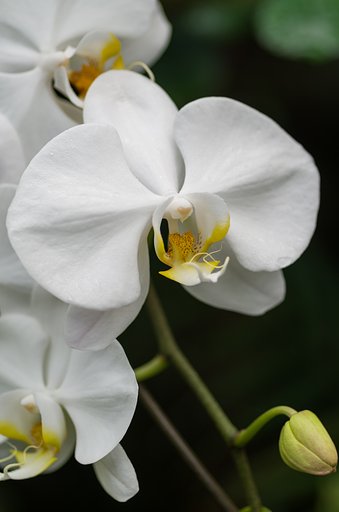 PENTAX-D FA MACRO 100mm F2.8