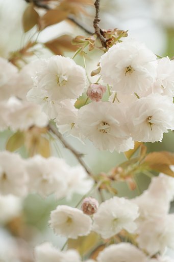 八重の桜