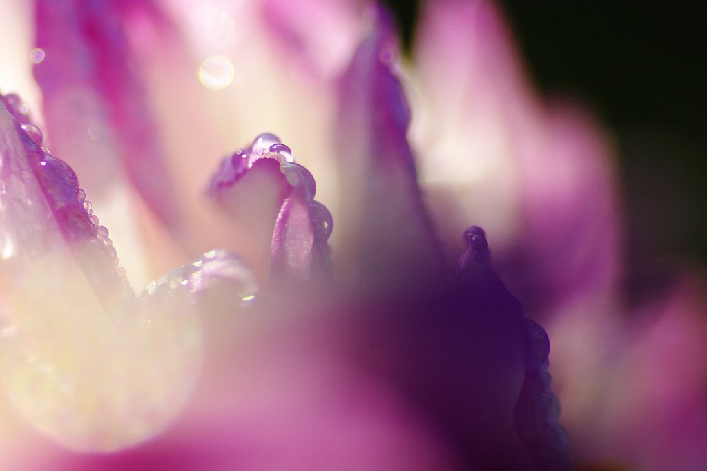早朝の雫