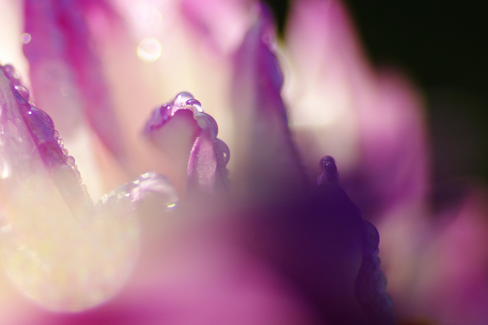 早朝の雫