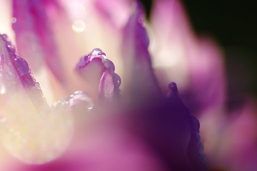 早朝の雫