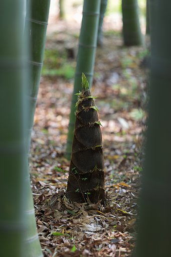 筍を探して