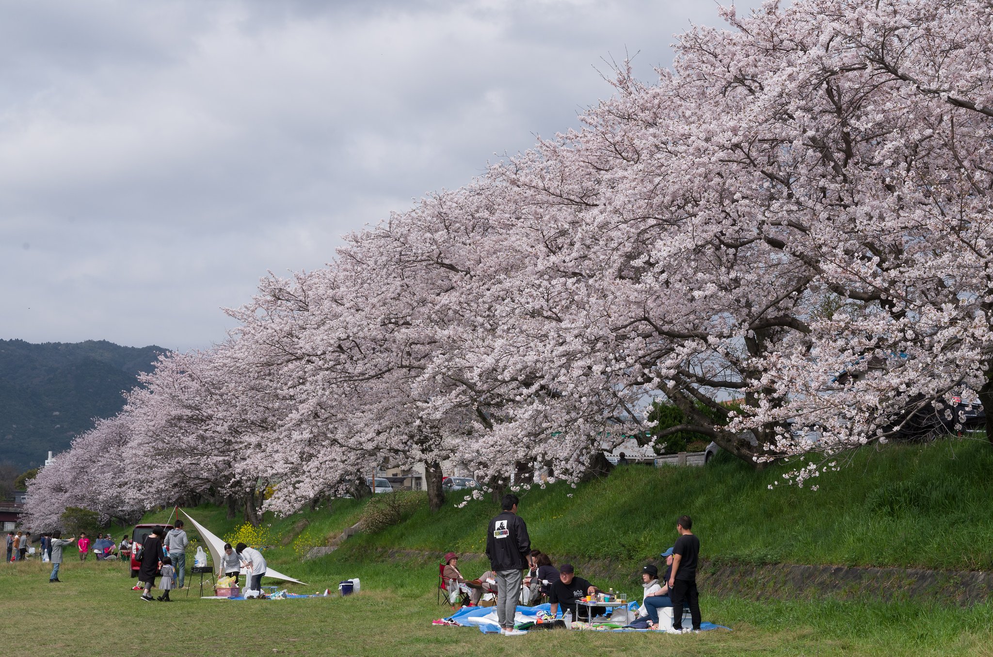 花見