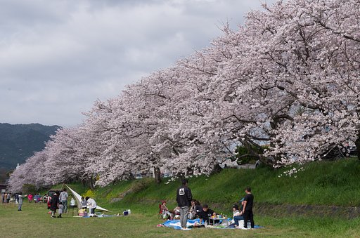 花見