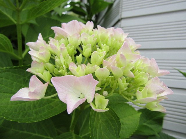 紫陽花の花も少なくなりました