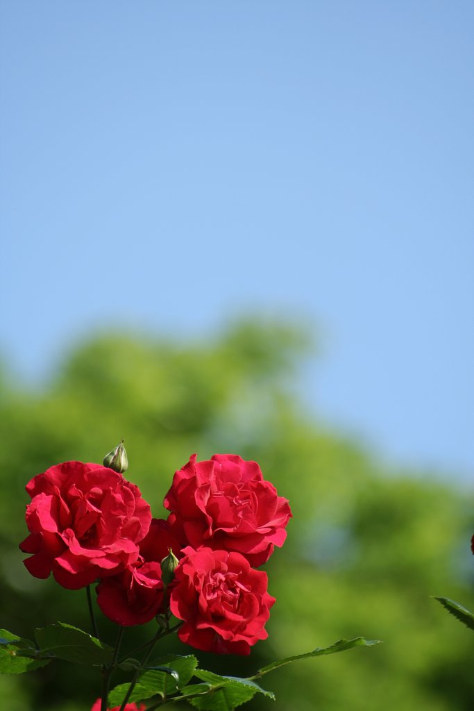 青天の薔薇