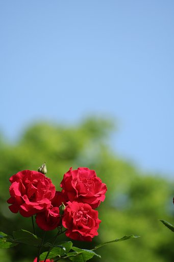 青天の薔薇