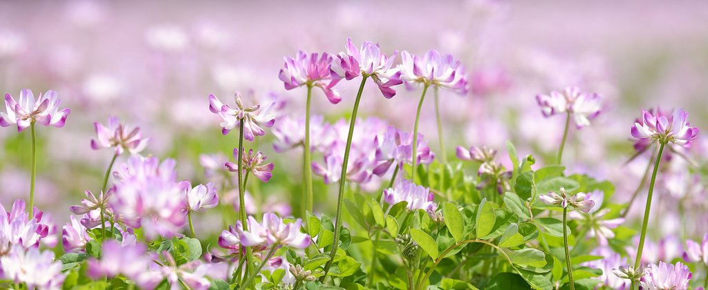 蓮華