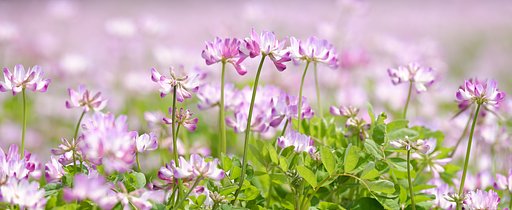 蓮華