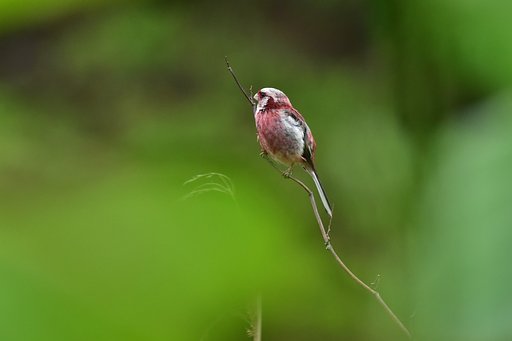 6月6日の写真