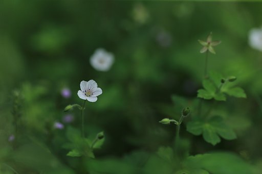 草叢にて