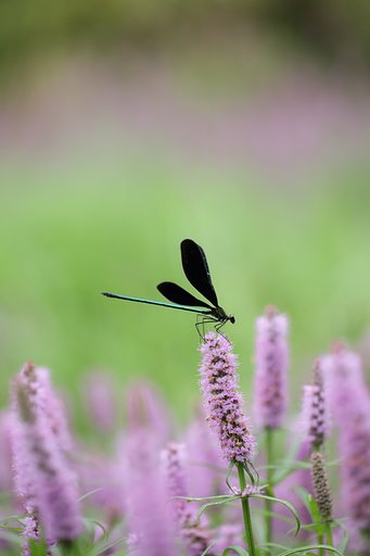 CONTAX　645 S210mmF4