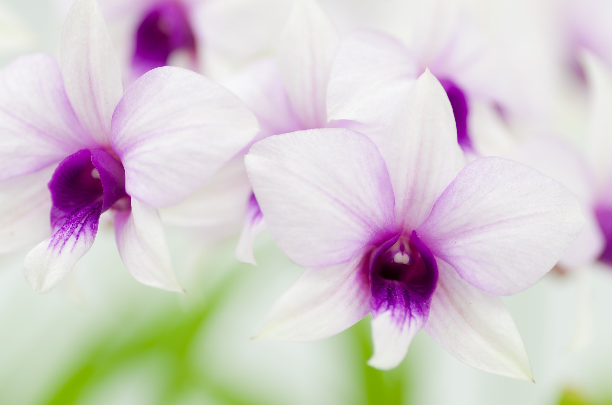 PENTAX-D FA MACRO 100mm F2.8