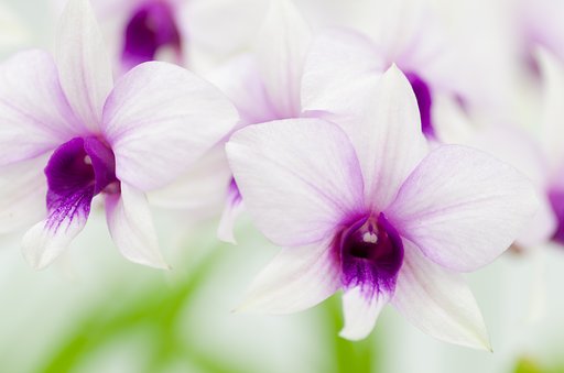PENTAX-D FA MACRO 100mm F2.8