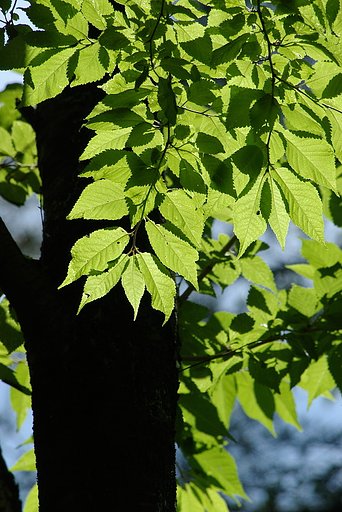 夏の葉っぱは