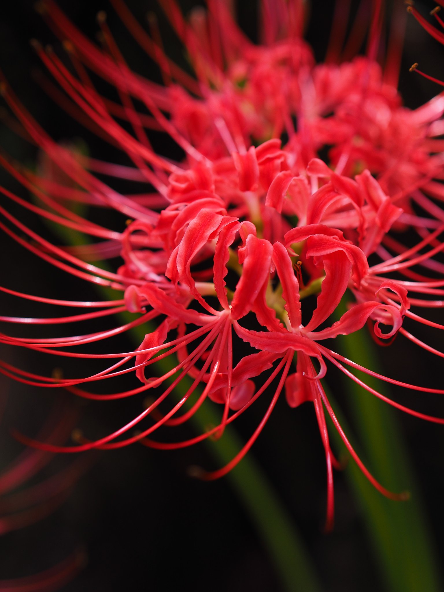 曼珠沙華