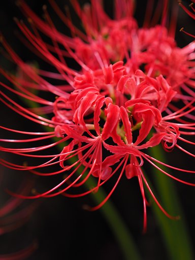 曼珠沙華