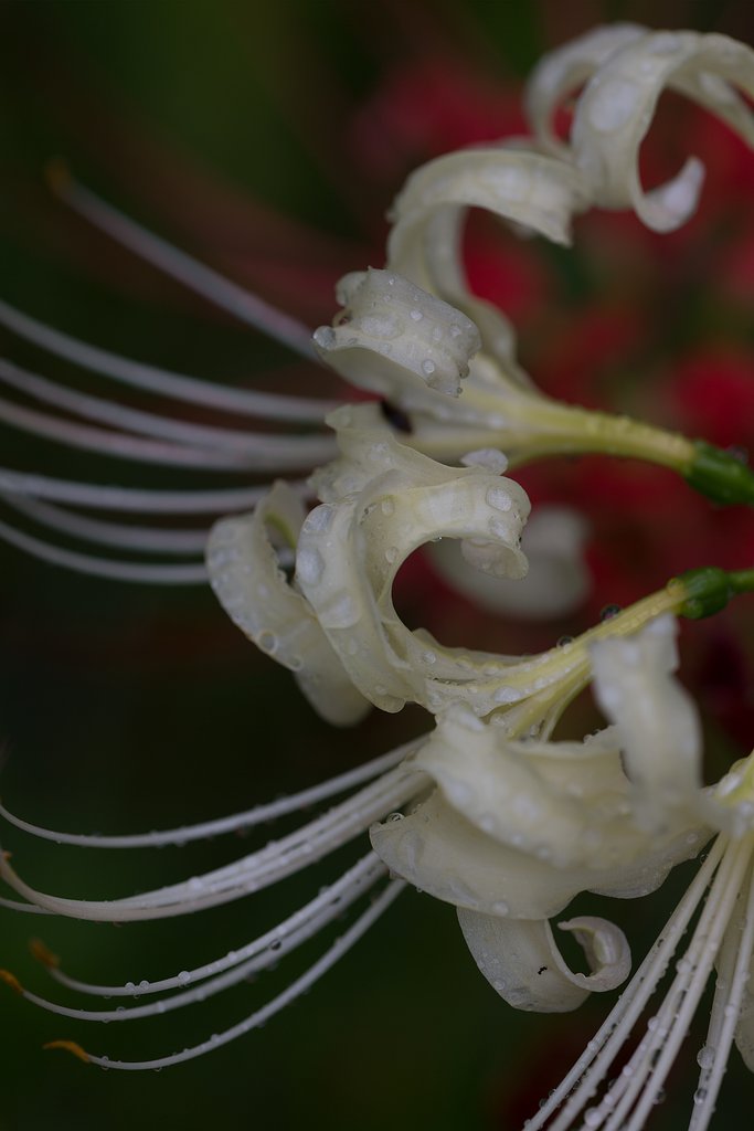 EF180mm F3.5 L MACRO