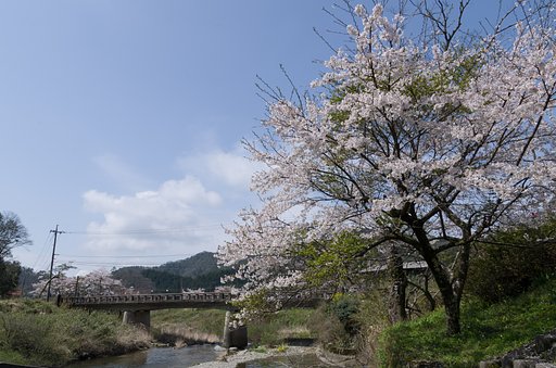 散る桜 残る桜も 散る桜