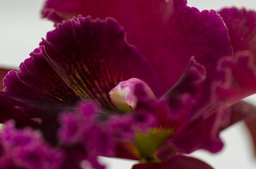 PENTAX-D FA MACRO 100mm F2.8