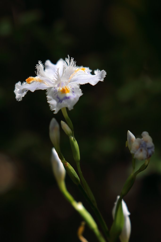 【美の国】シャガの花咲く頃