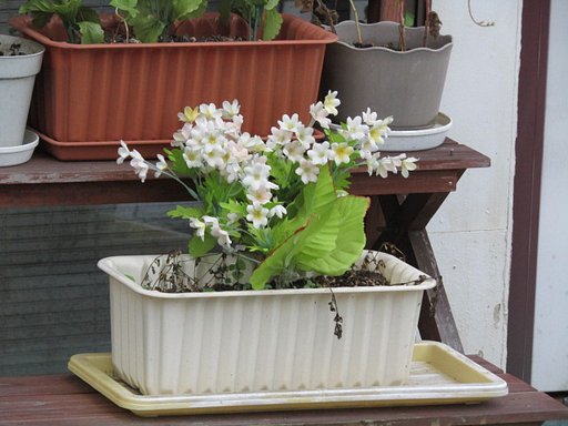 造花とはメガネが曇ってませんか　？