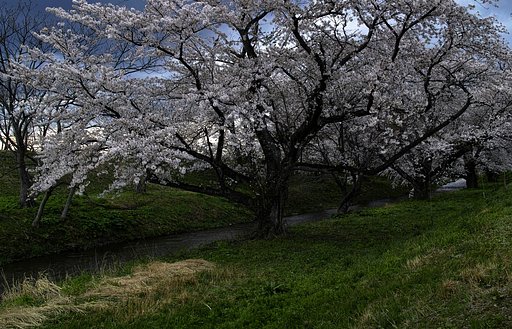 馬渡の桜