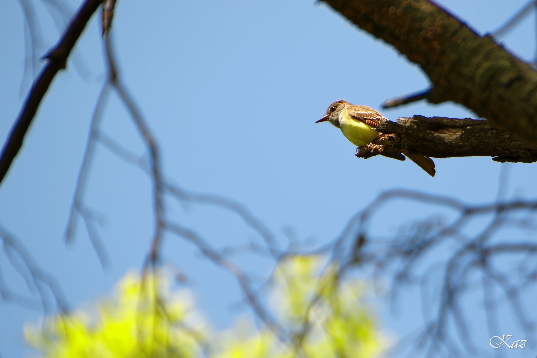 鳥さん