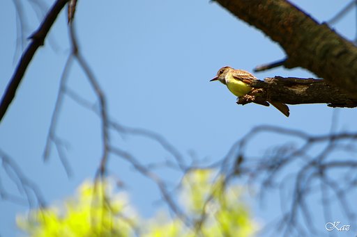 鳥さん