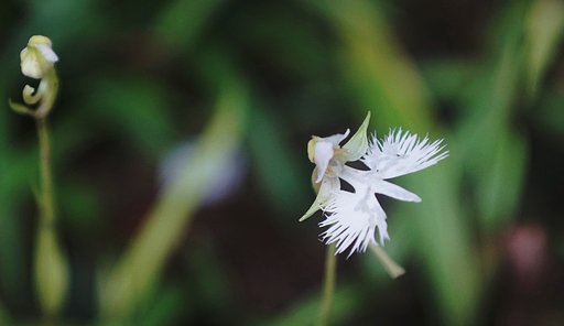 サギ草