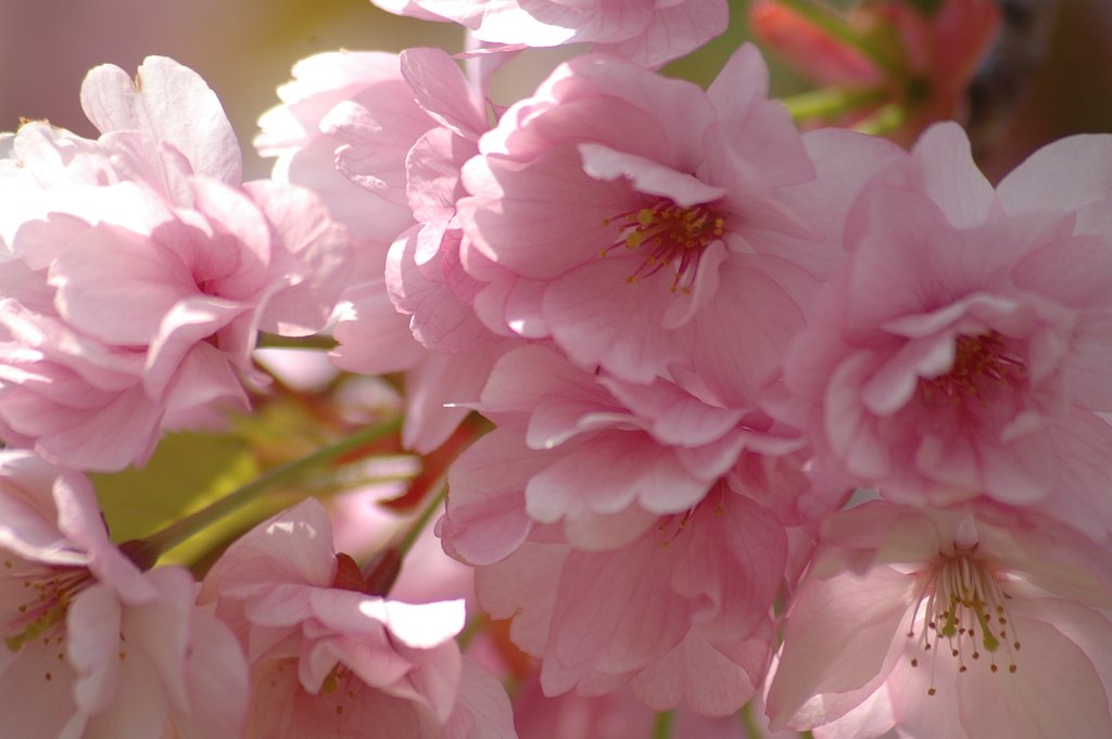 本物の紅駒桜