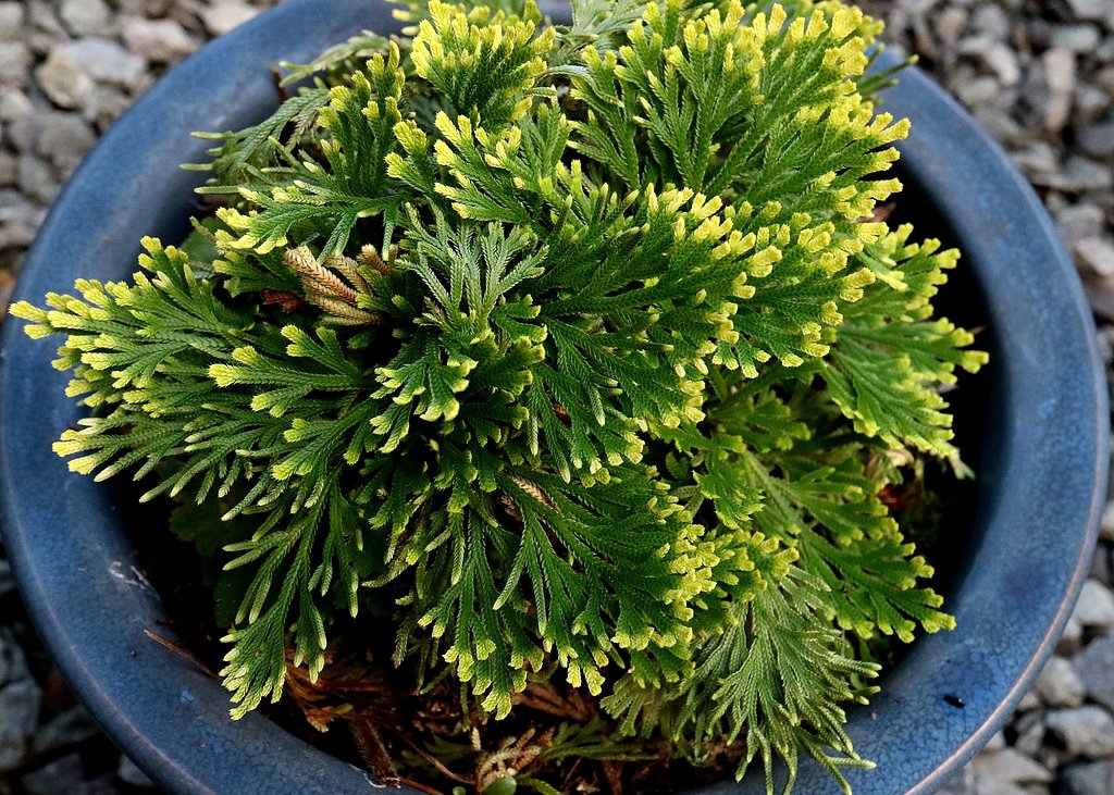 イワヒバ　‘唐花’
