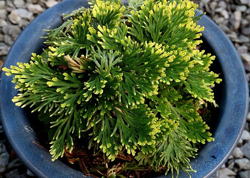 イワヒバ　‘唐花’