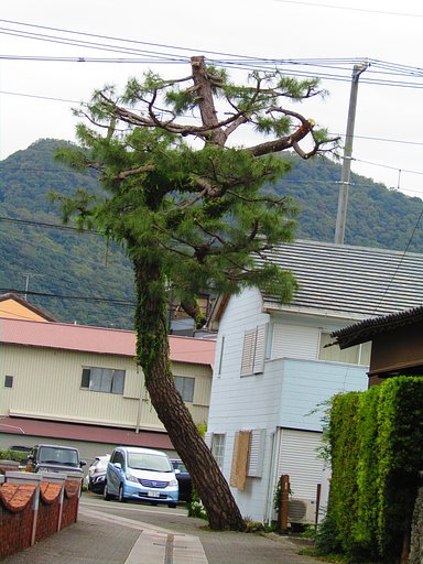 犬も歩けば棒に当たるといいますからね、、