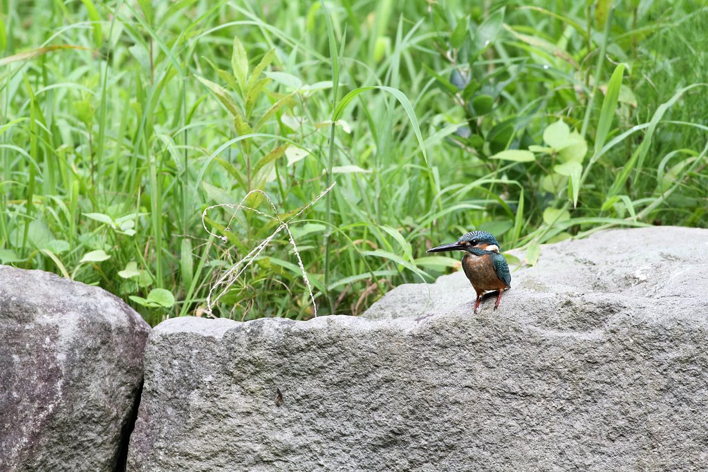 カワセミ