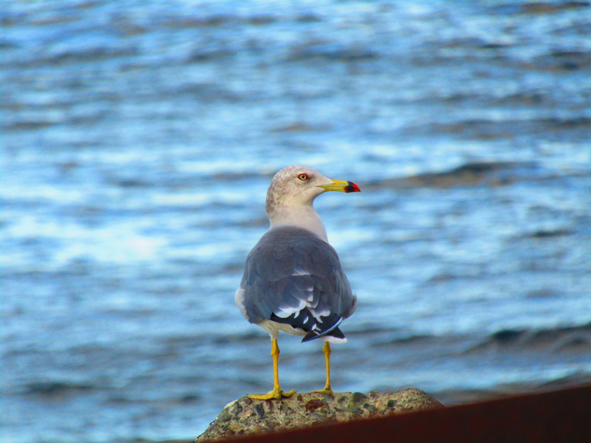 鳴門海峡＆海鳥　いい組み合わせかもしれない