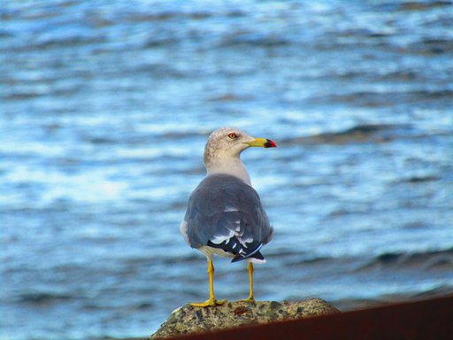 鳴門海峡＆海鳥　いい組み合わせかもしれない