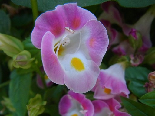 夏菫のUP