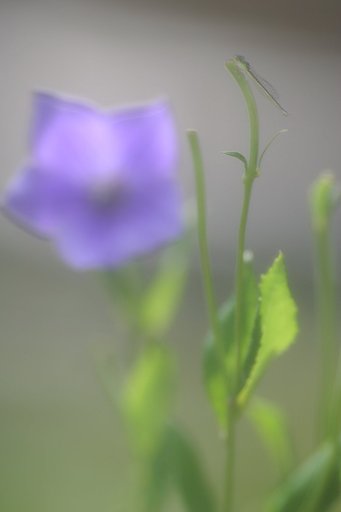 【淡】見惚れて