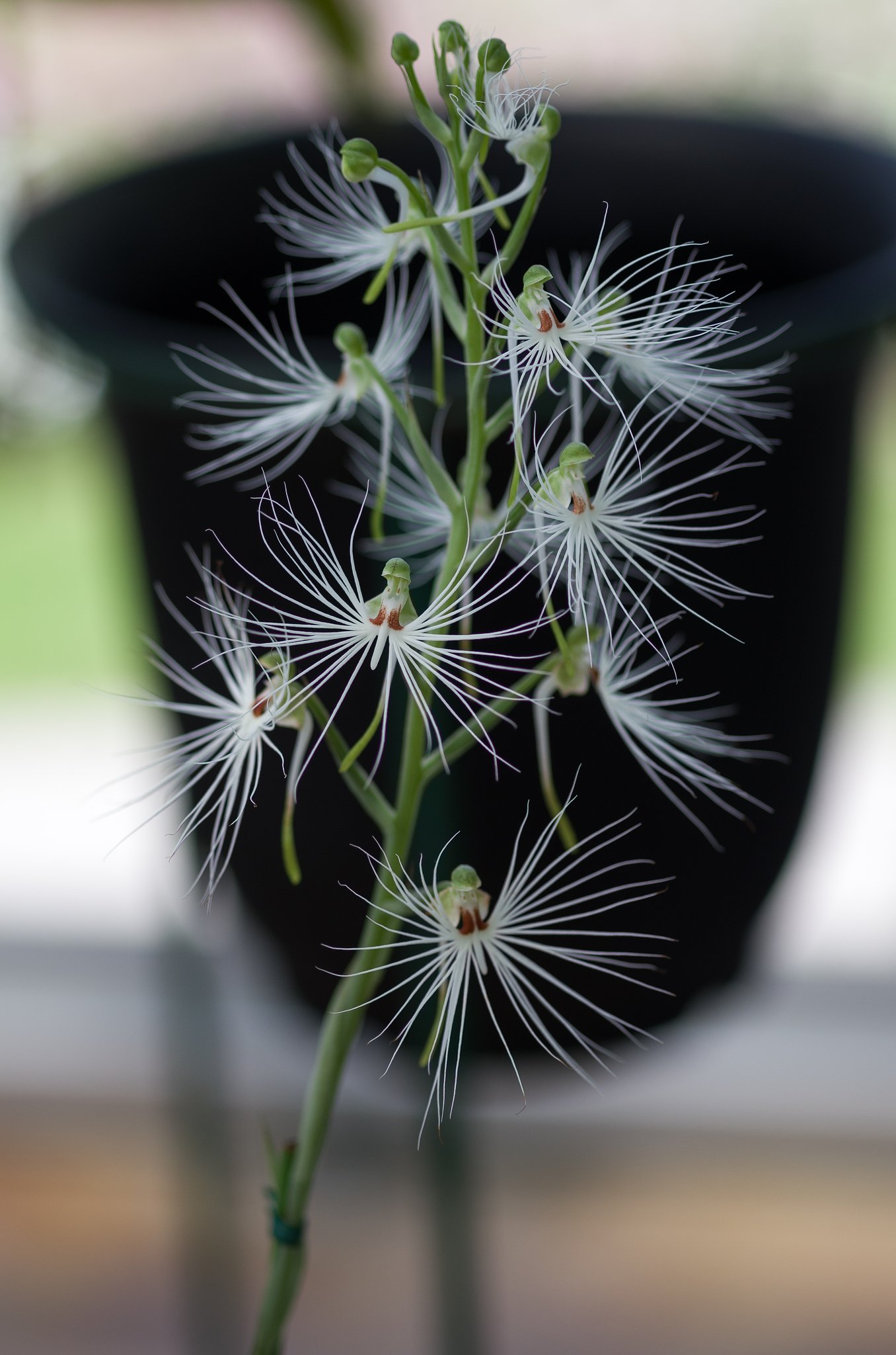 Habenaria myriotricha