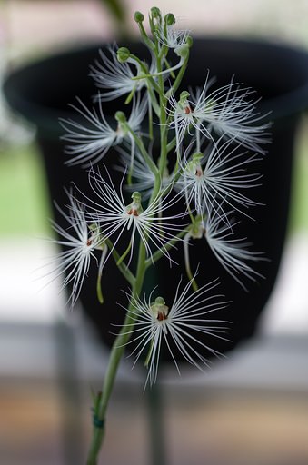 Habenaria myriotricha