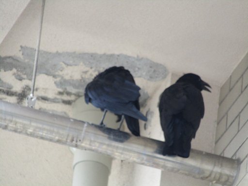カラス何故泣くの
