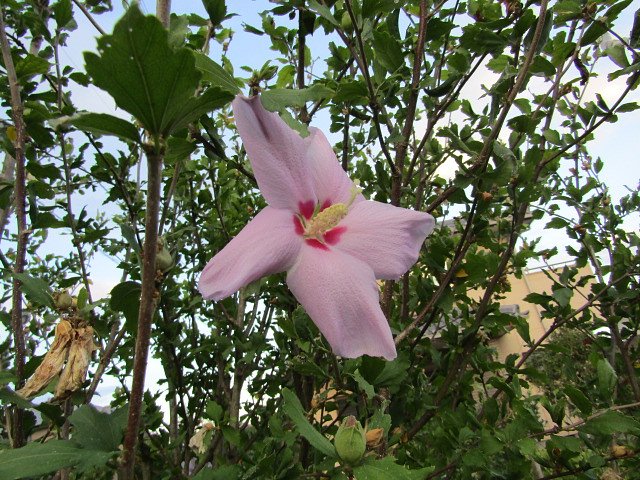 桃色の花が素敵です