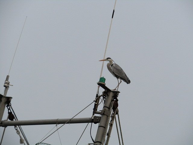 海鳥は漁船のお友達